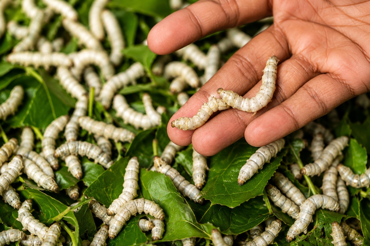 Dry BSF Powder, BSFL Meal, BSF Oil & Frass Fertilizer | Retail Product ...