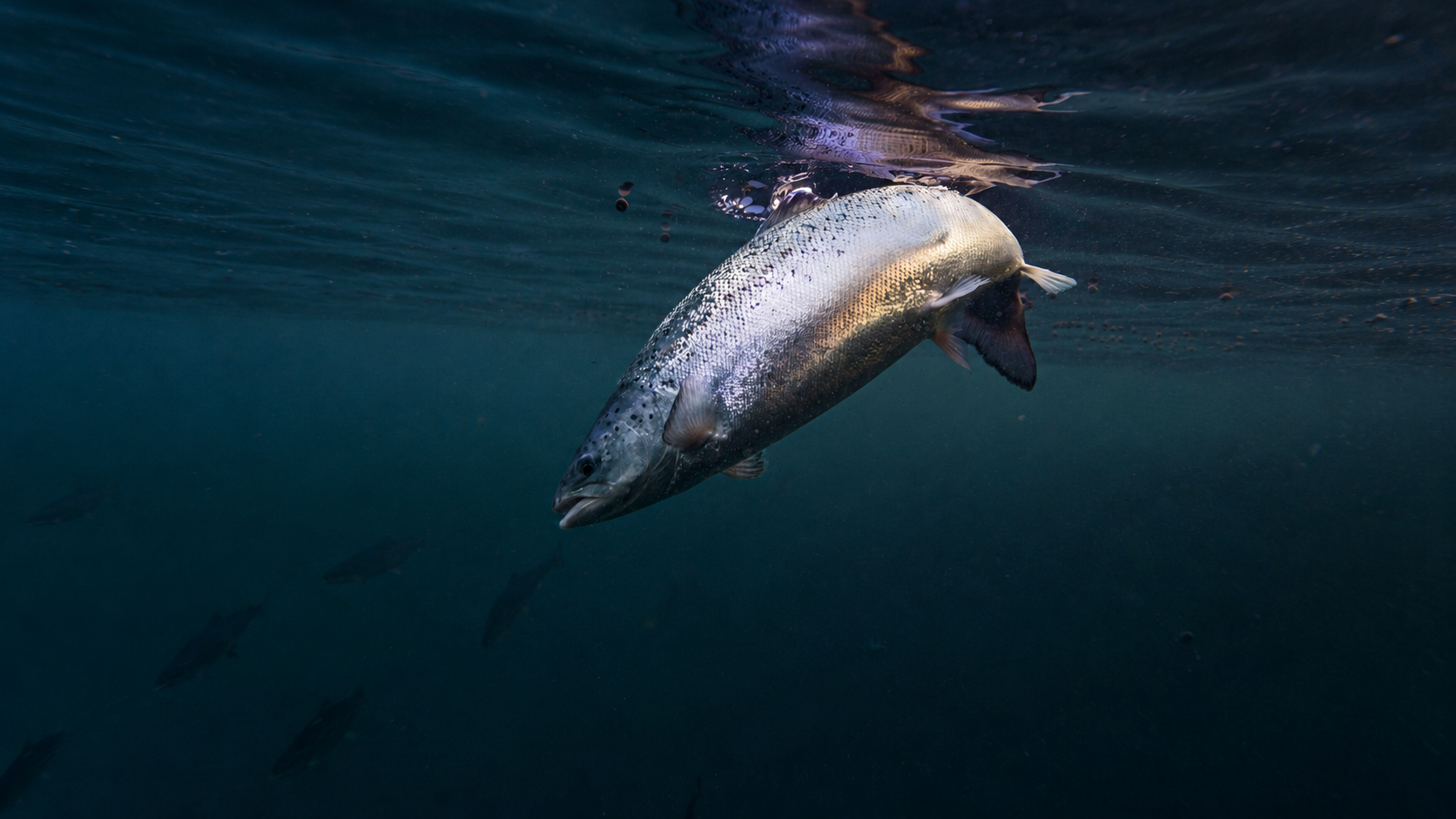 How BSFL Meal Can Make Salmon Feed More Sustainable